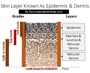 Here a diagram of the three layers of skin used for Full Grain leather